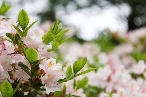 总统木门：三月春光正好 正是装修好时节